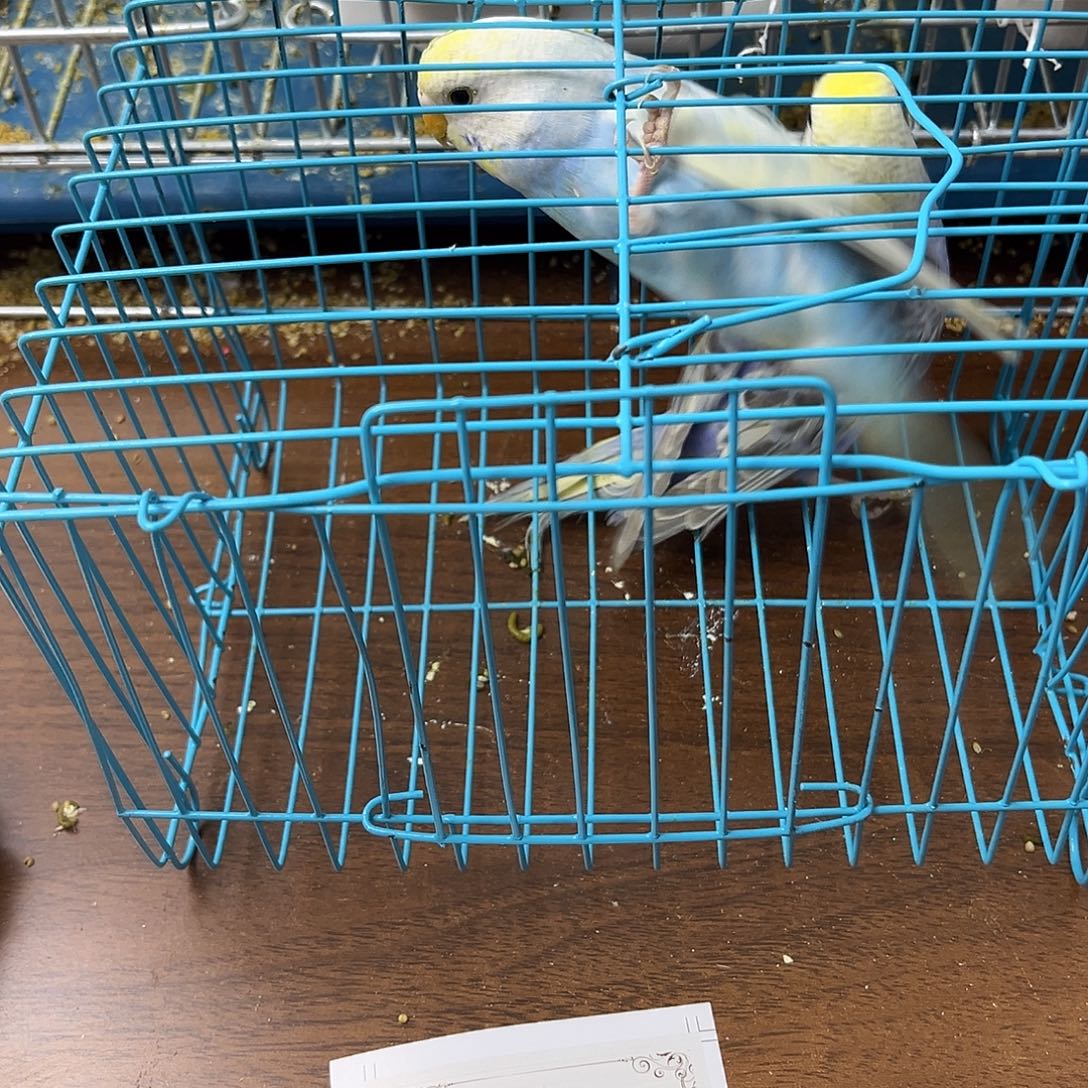 丽***华虎皮鹦鹉金彩鹦鹉