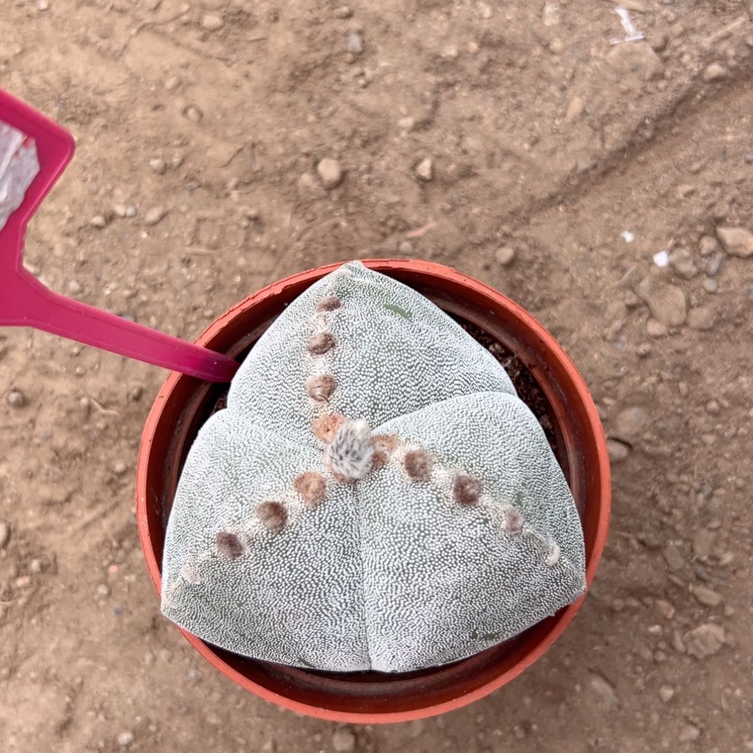 松***妈零零落落 零零落落