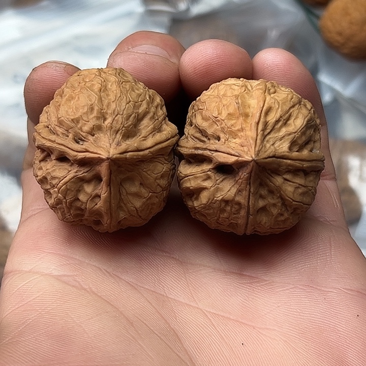 核桃24号一生一世36尺