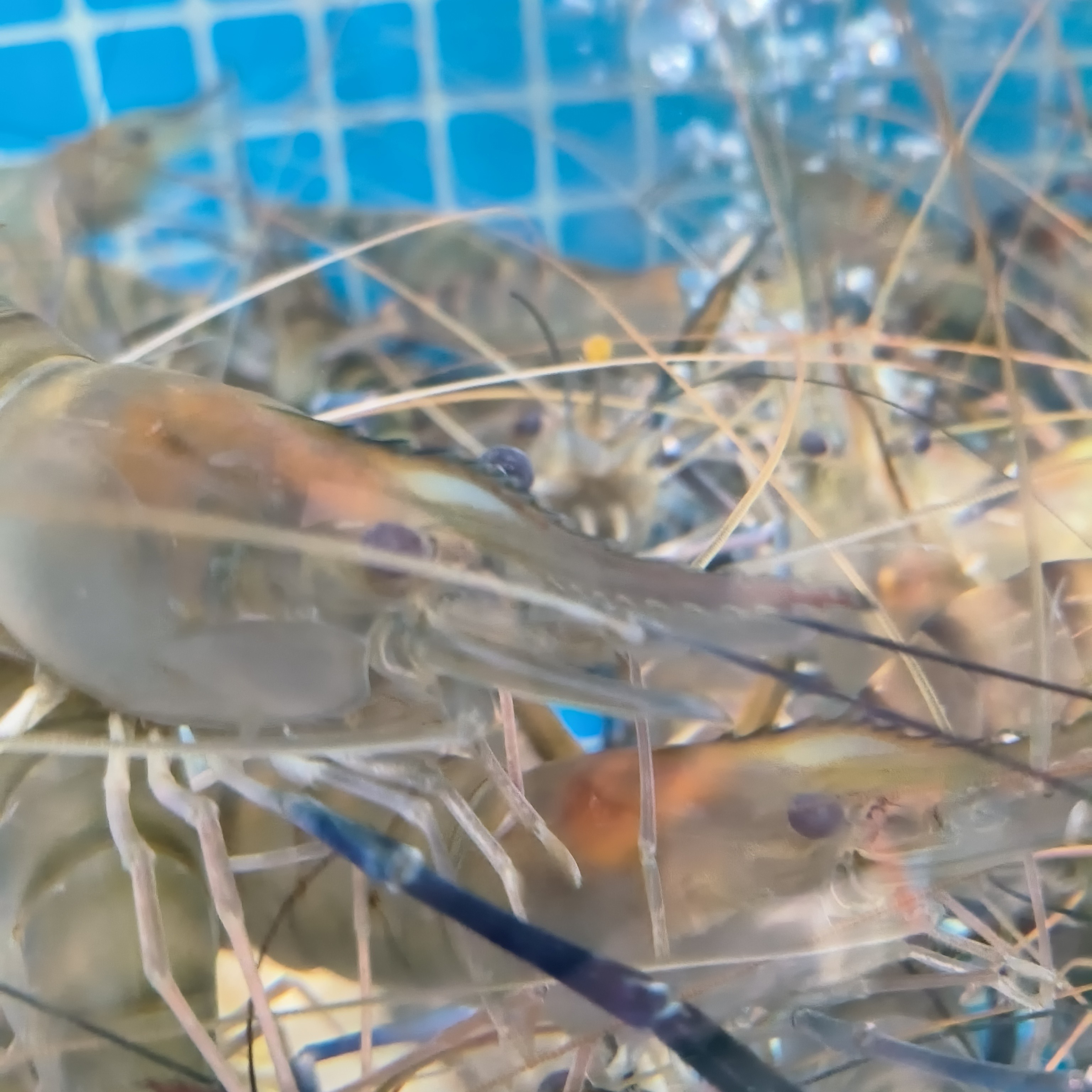 爆糕螺丝虾（1斤）