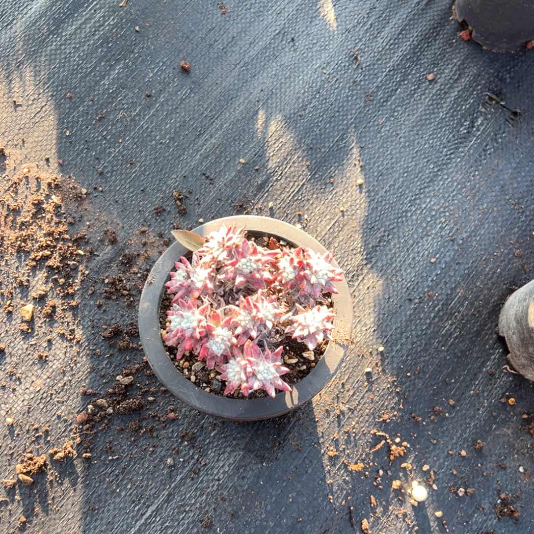 0693哈哈哈哈哈哈哈哈