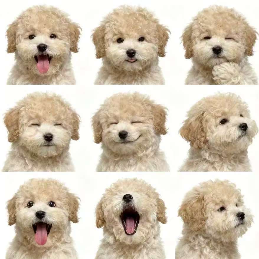 直播选购香槟色小体泰迪等多种幼犬活体宠物狗狗