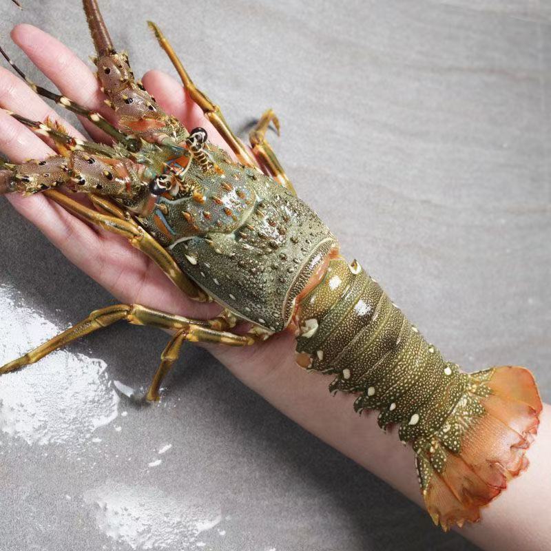 东山岛小青龙鲜活顺丰速冻新鲜野生龙虾花龙海鲜水产大虾