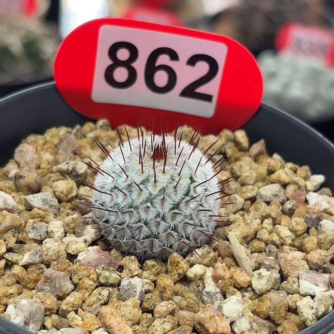 仙人球实生直刺佩雷