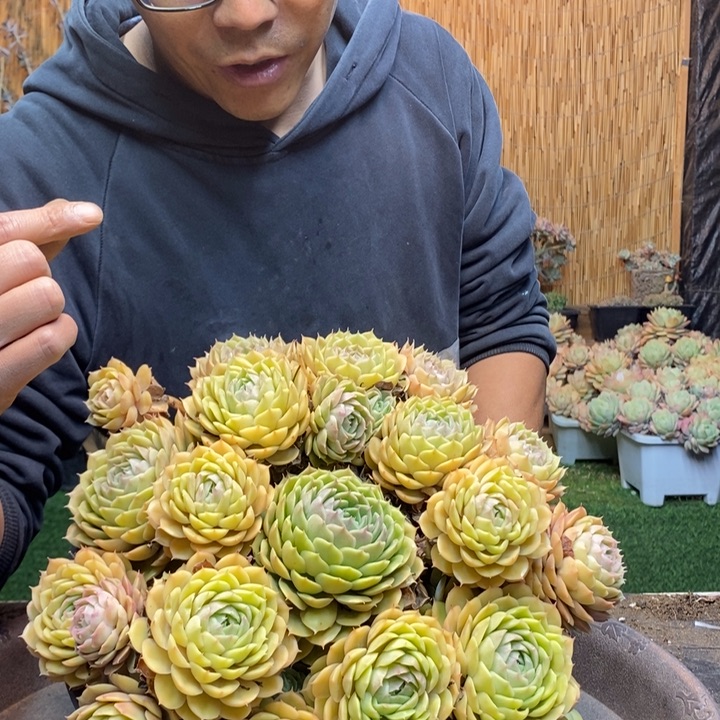 妖***梁145 号昂斯诺多肉植物