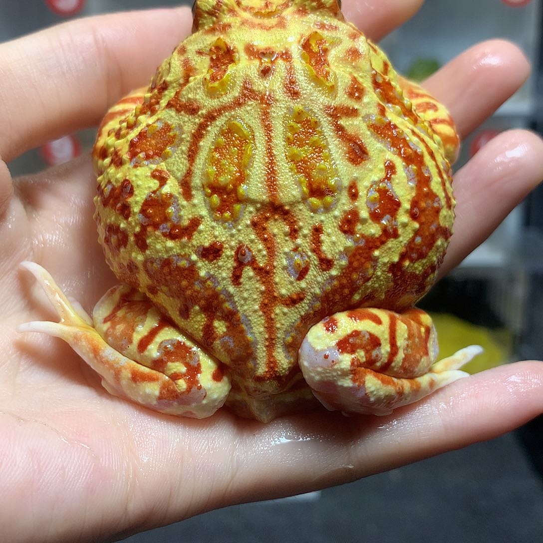 角蛙3222火龙公7+