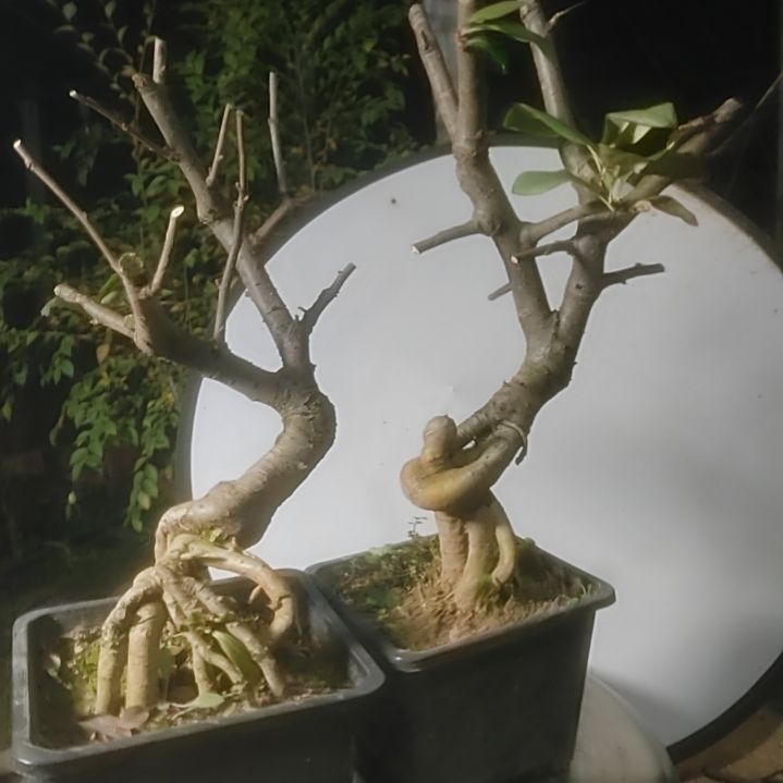 完全开放海棠盆景精品