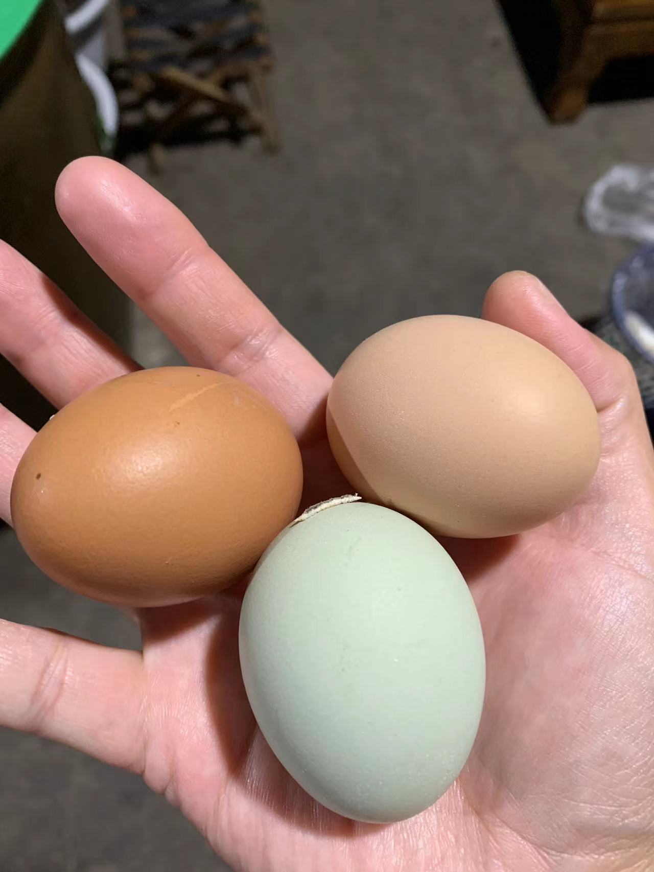 农家土鸡蛋里的初生蛋