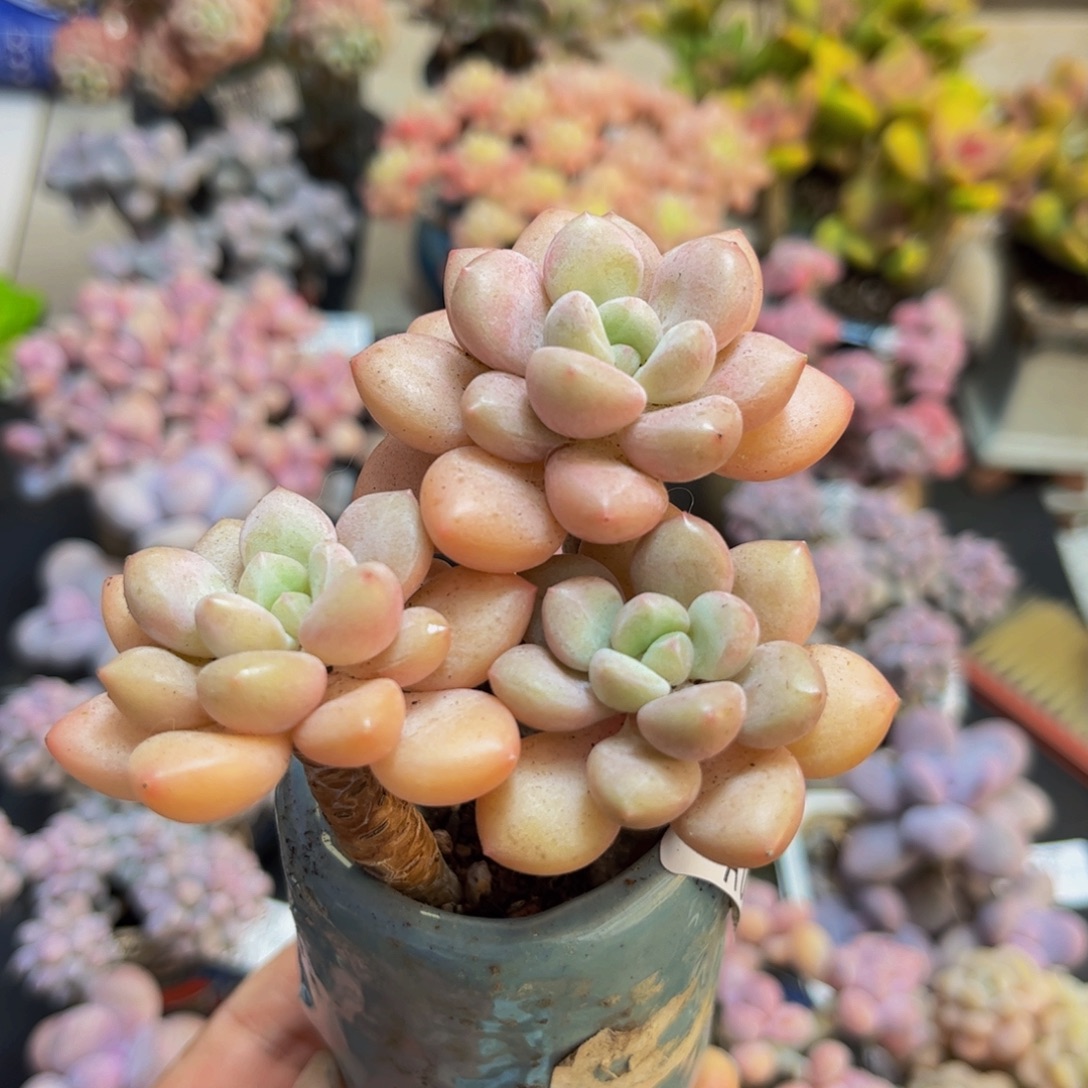 040泡泡糖6cm多肉植物