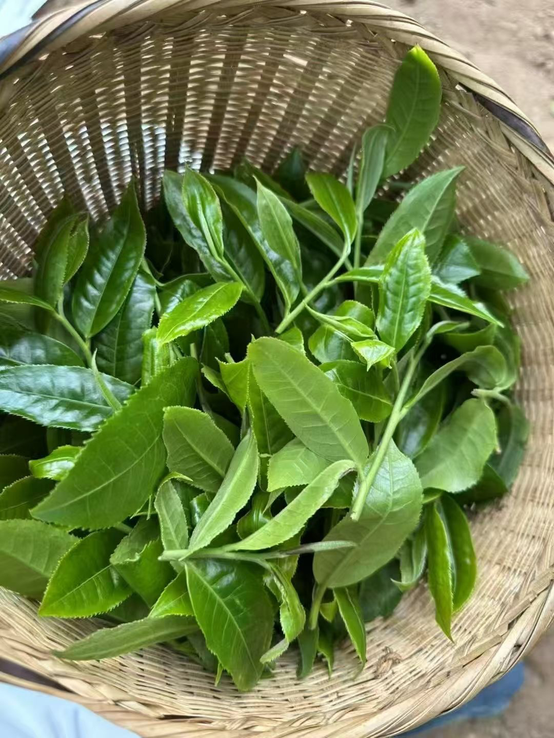 头春大树普洱茶散料茶农自产自销回甘生津