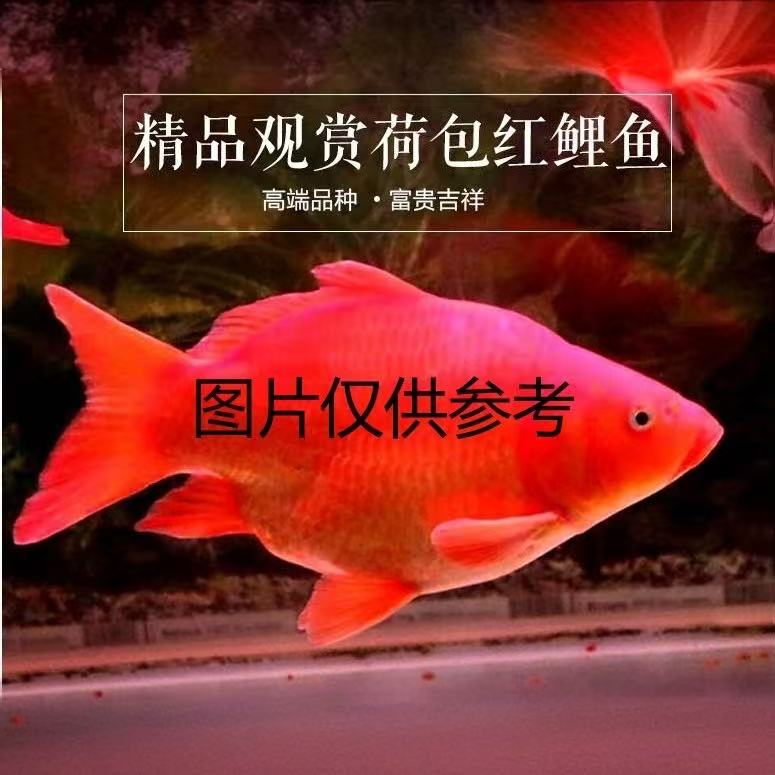 【一条装】荷包鲤好养耐活富贵吉祥活体包邮渔场直发