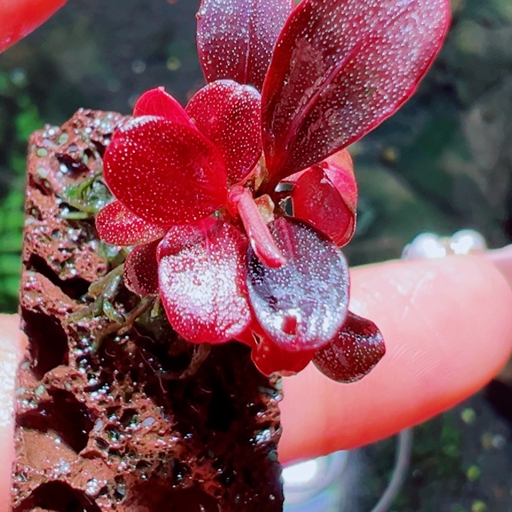 福利3号福利价植物一丛