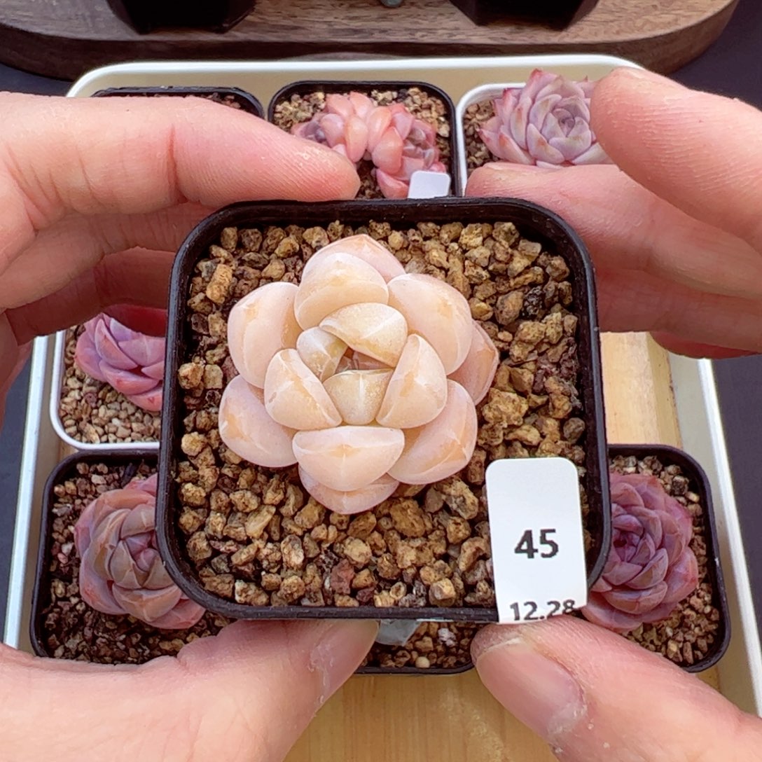 好好看45、哈哈哈哈