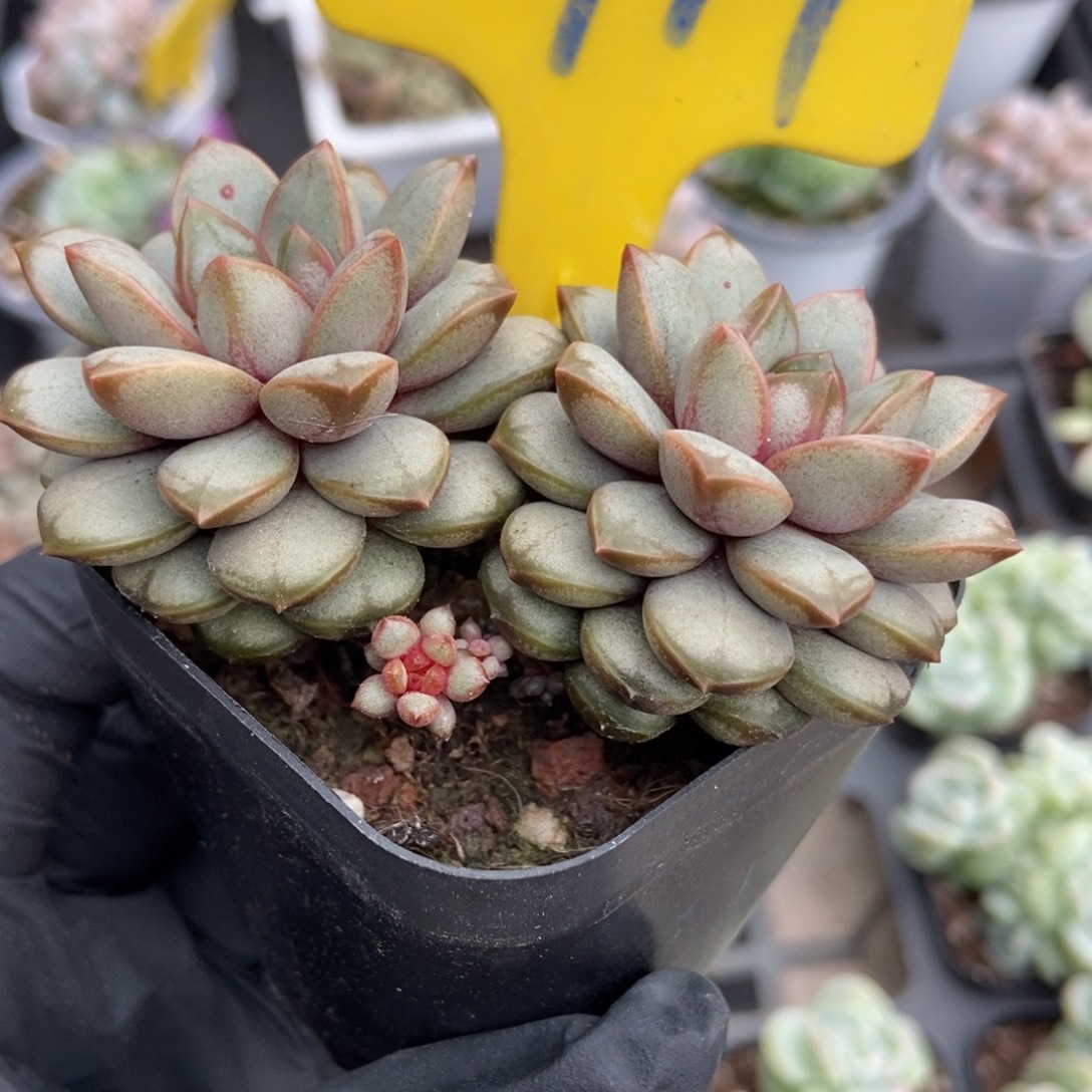 717葡萄多肉植物多肉