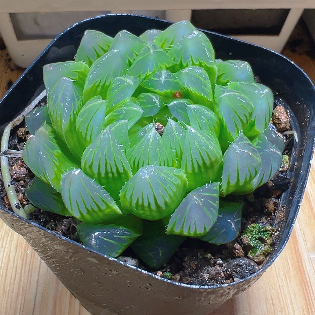 冰川玉露多肉多肉一颗