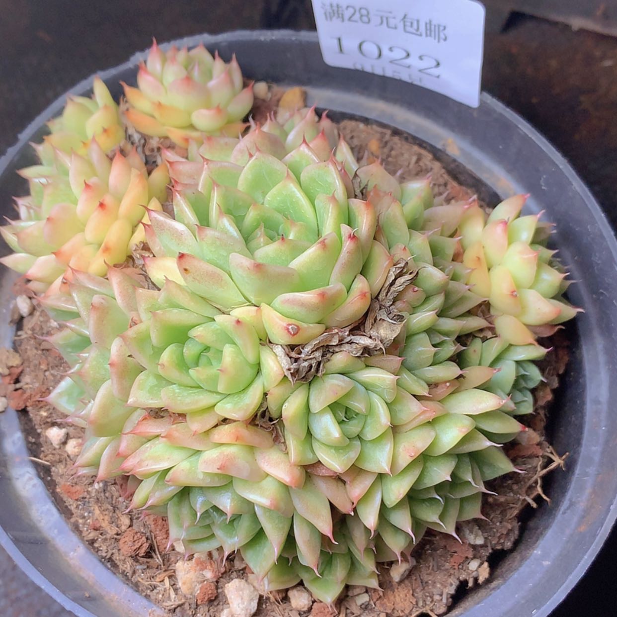 【闪购商品】云1022号麦秆