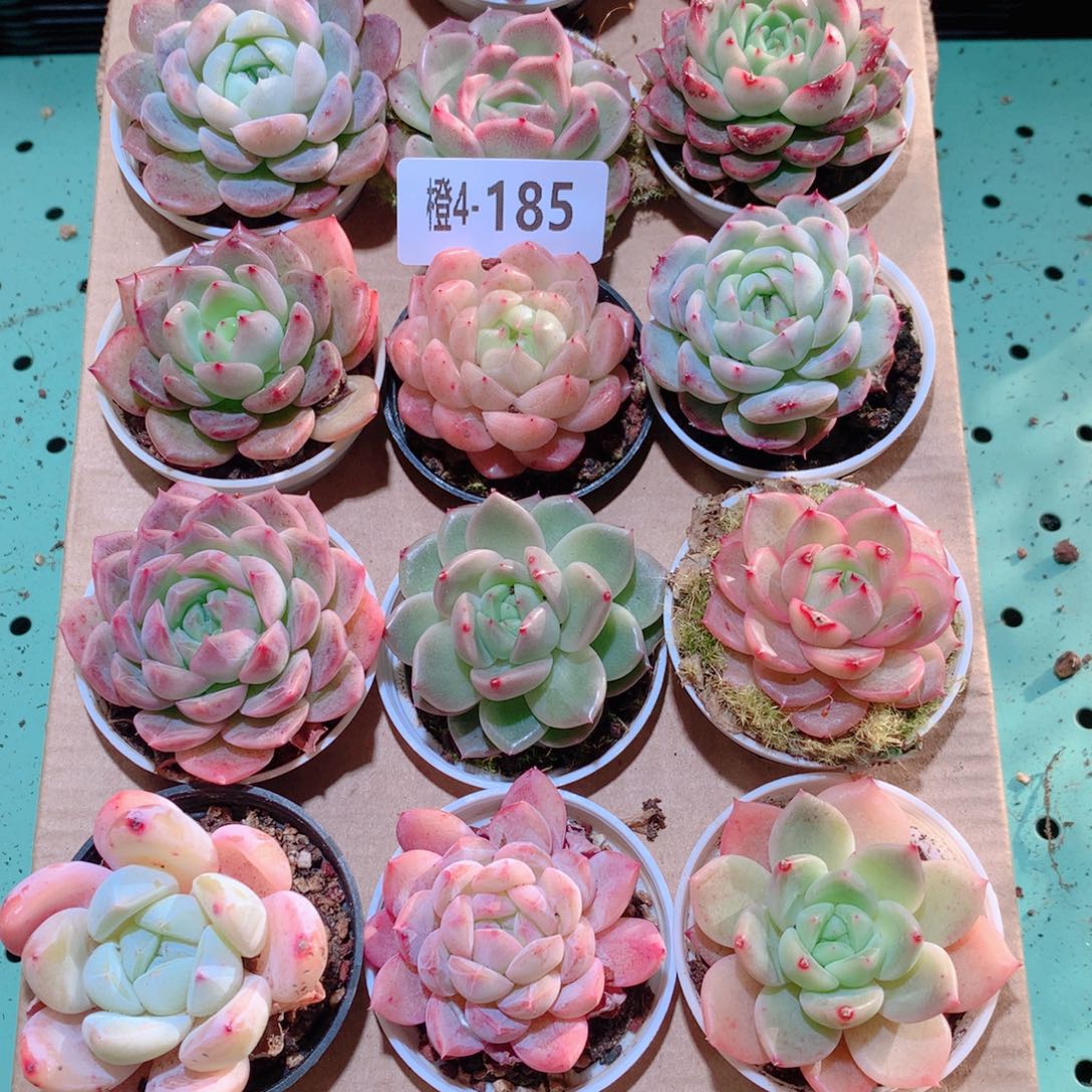 4-185一物一拍多肉带盆18颗
