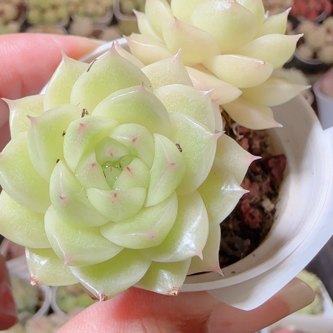 花语逸镜1116-376散