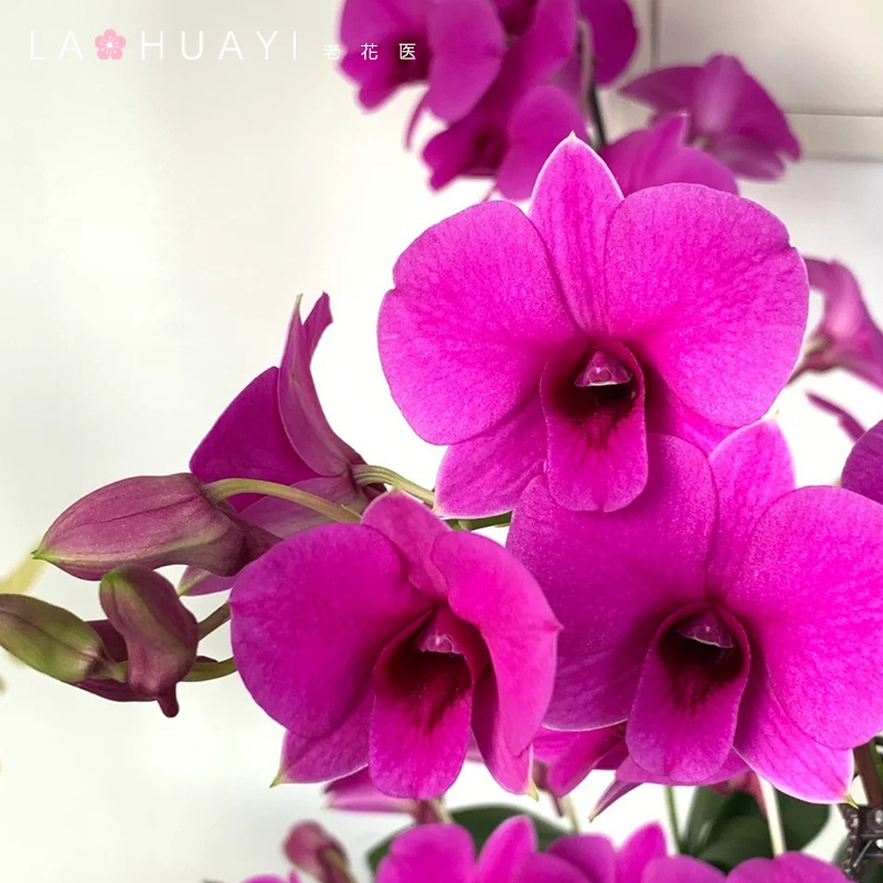 【卖花养老爸】朝阳石斛花好养易活懒人盆栽开花好养花期长室内室外