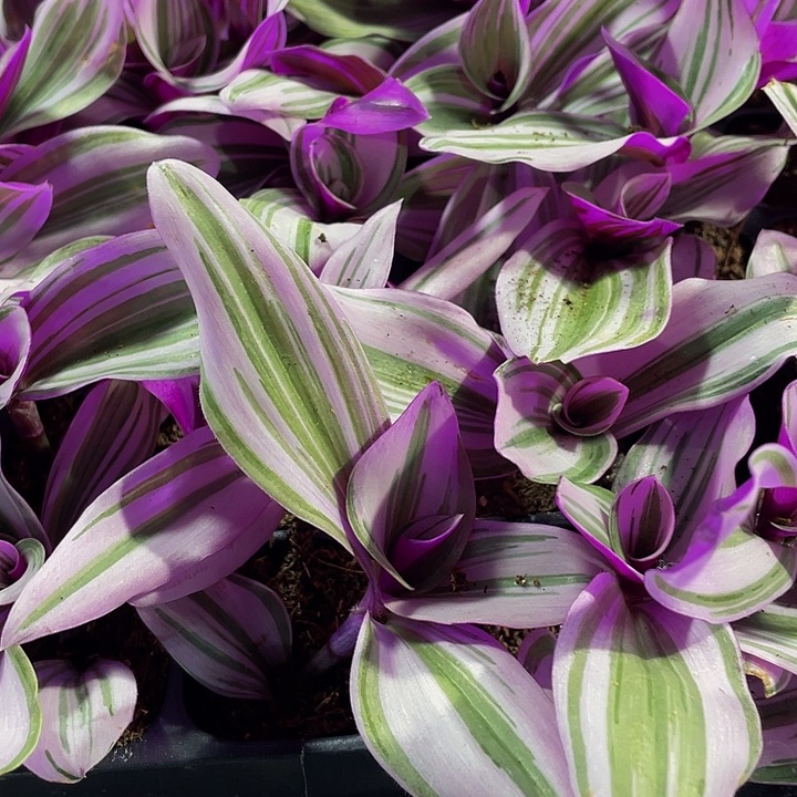 小油画1元带土发货