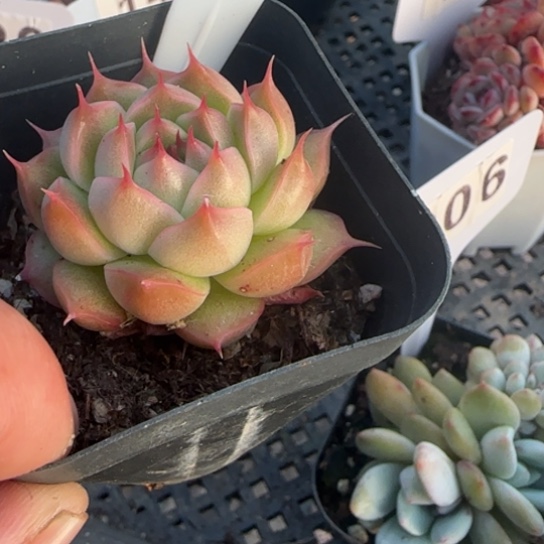 140海王一物一拍多肉