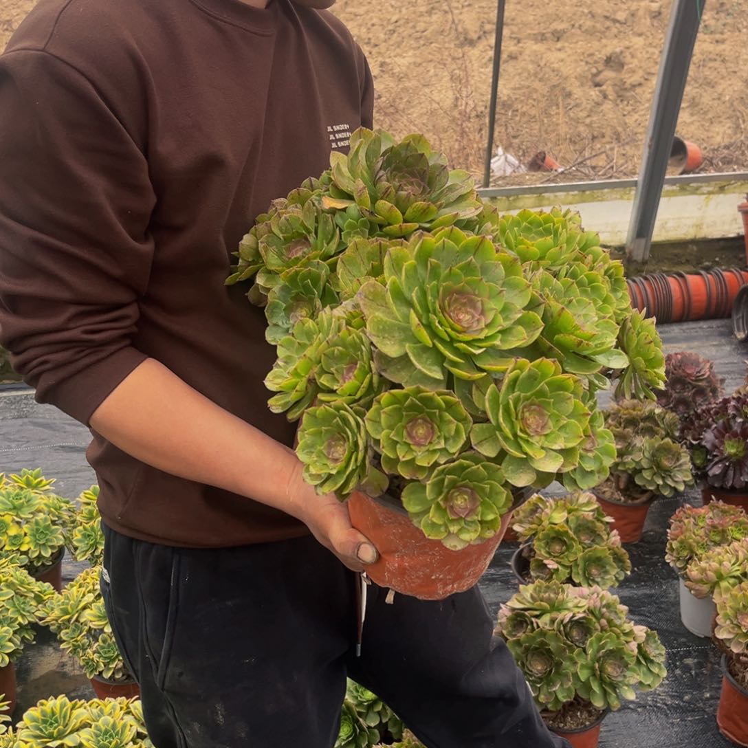 拉丝万圣节万圣节多肉植物捧花的