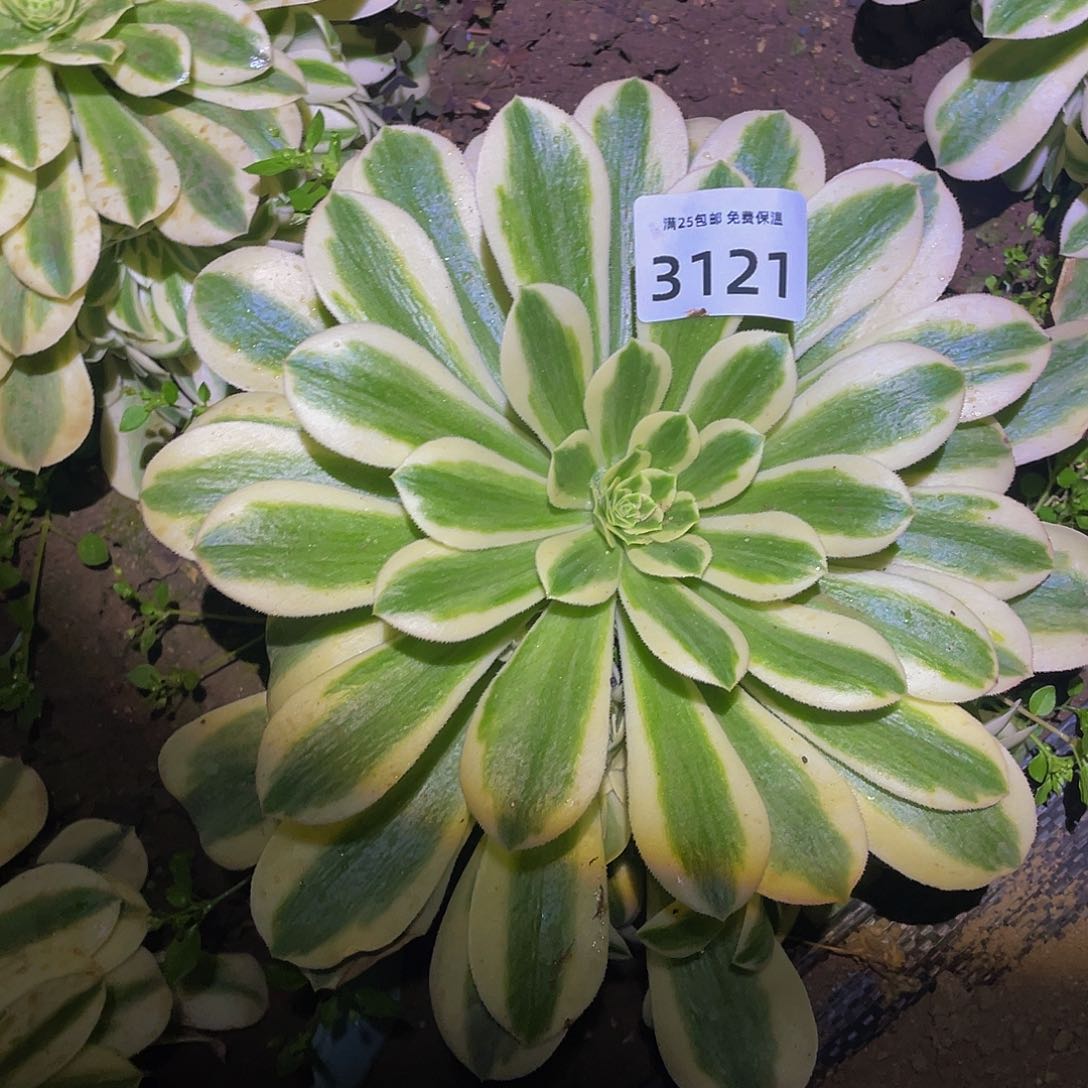 3121辛尼亚多肉植物