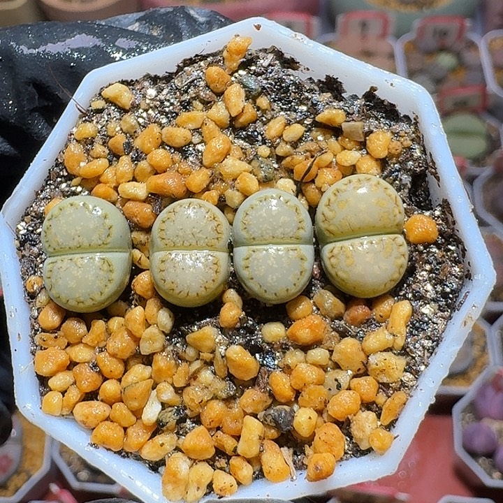 饼干2:：。在。105号