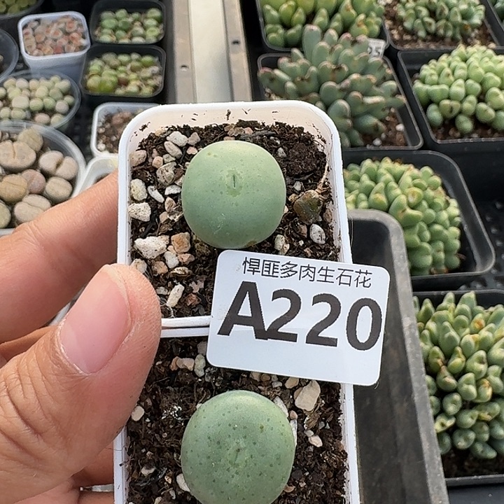 220多肉植物多肉植物