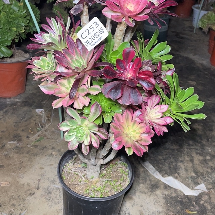 董***萌253嫁接多肉法师多肉