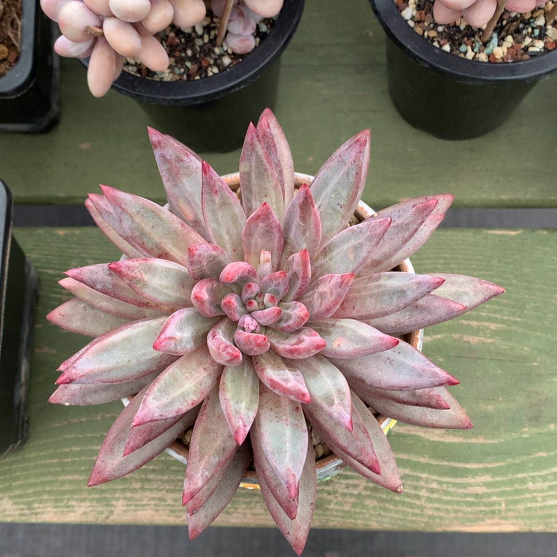 我们家的小姐姐们