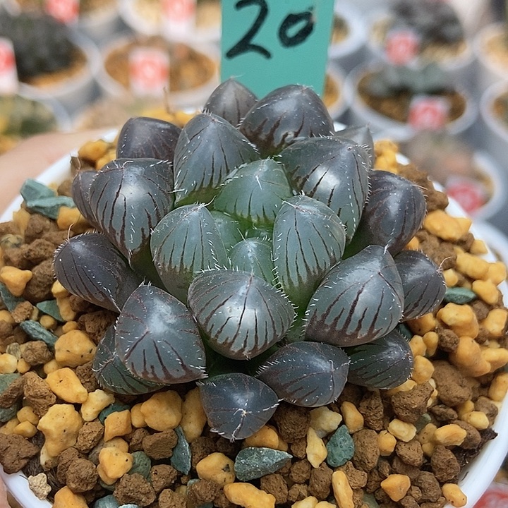 20赤线111111111111