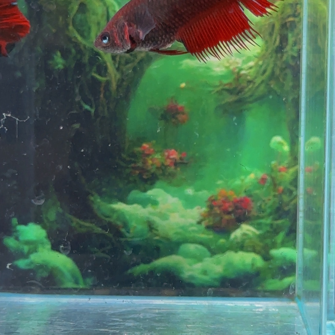 斗鱼就是这么一次被骂过