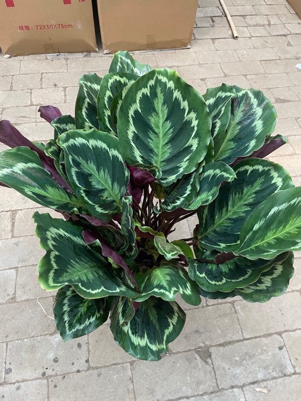 特大彩虹竹芋盆栽。延