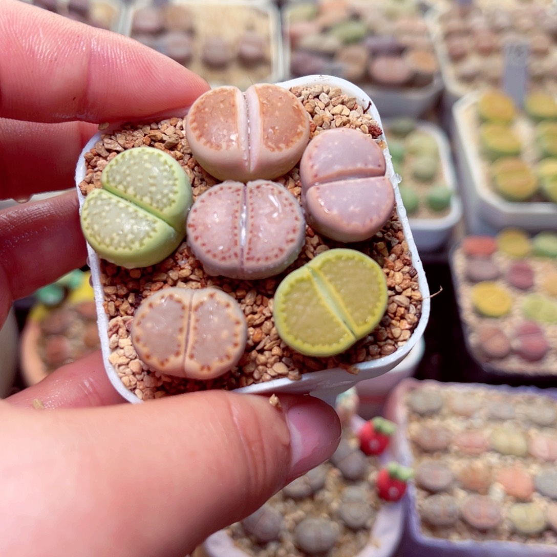 307好带盆盆包邮发货