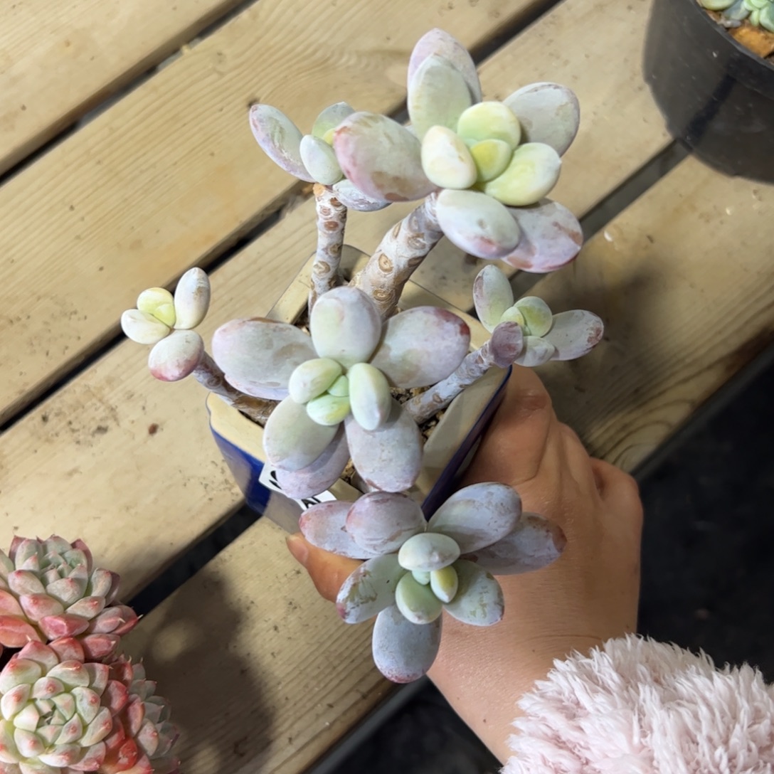 726 满38包邮一物一拍