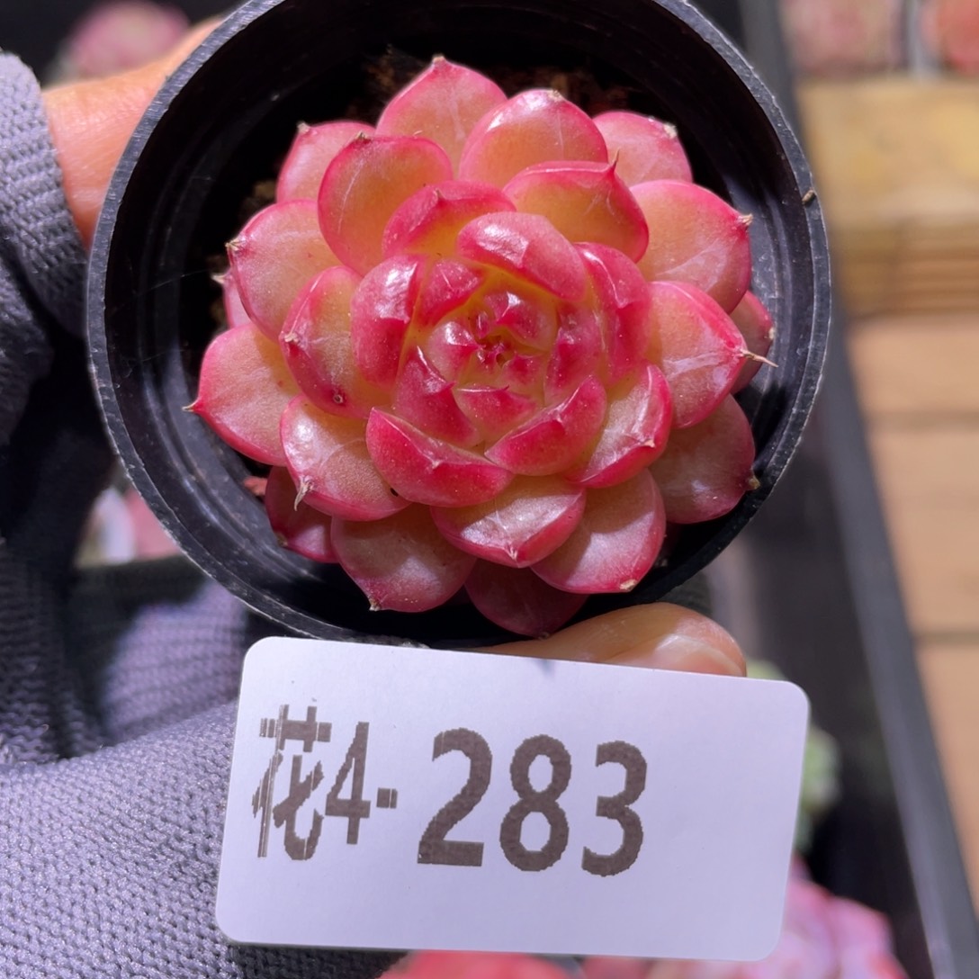 花利美4-283海王  