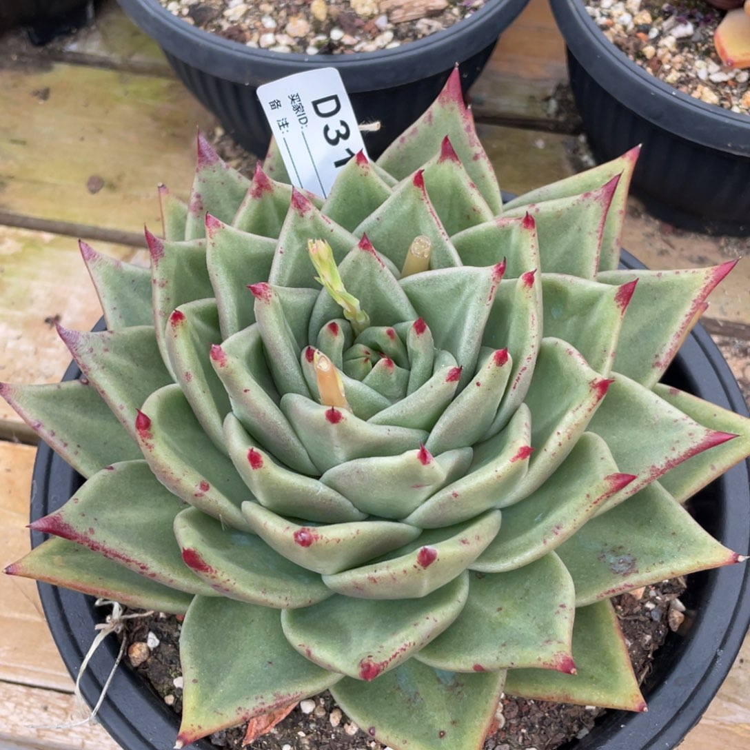 无花朵若如东云单拍D312