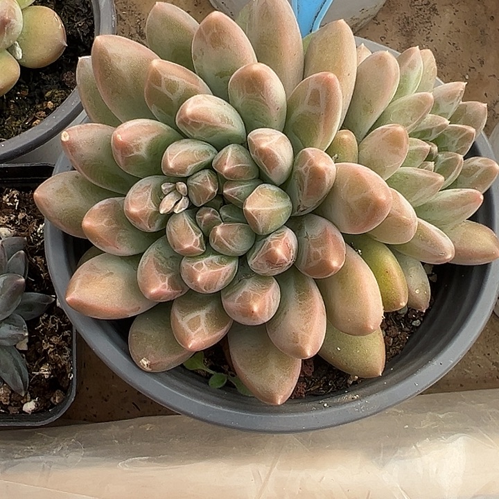 雨花石一物一拍086