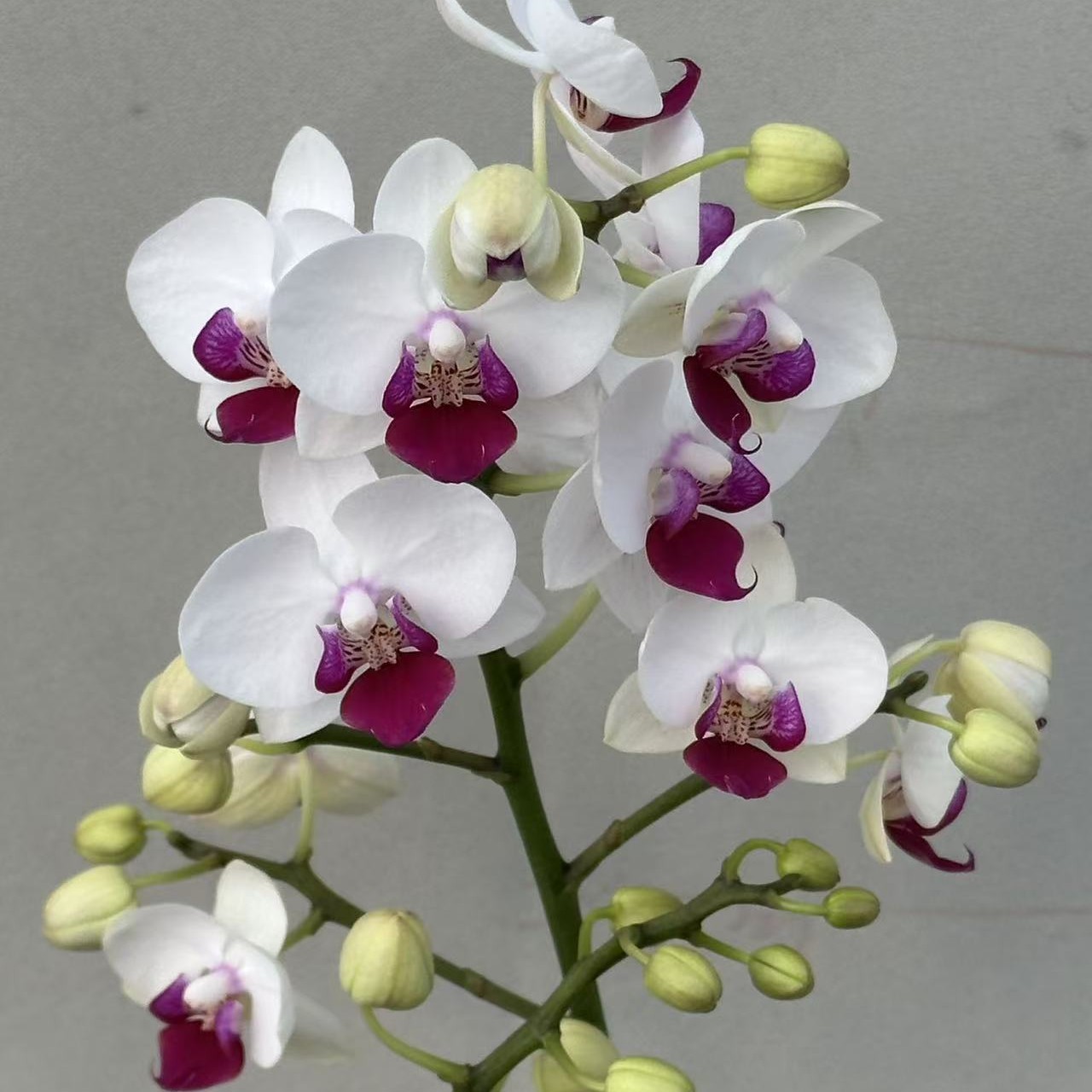 （小雪玉02）蝴蝶兰 花期长 拍3颗以上组盆