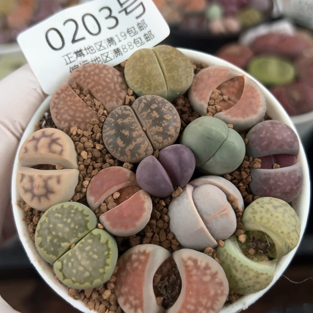 好养易活生石花大母本0203