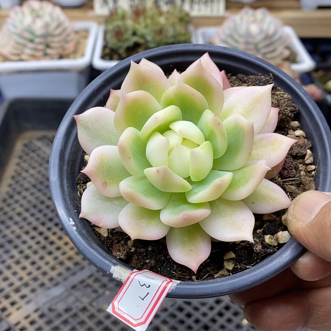 19137 冰霜覆轮锦