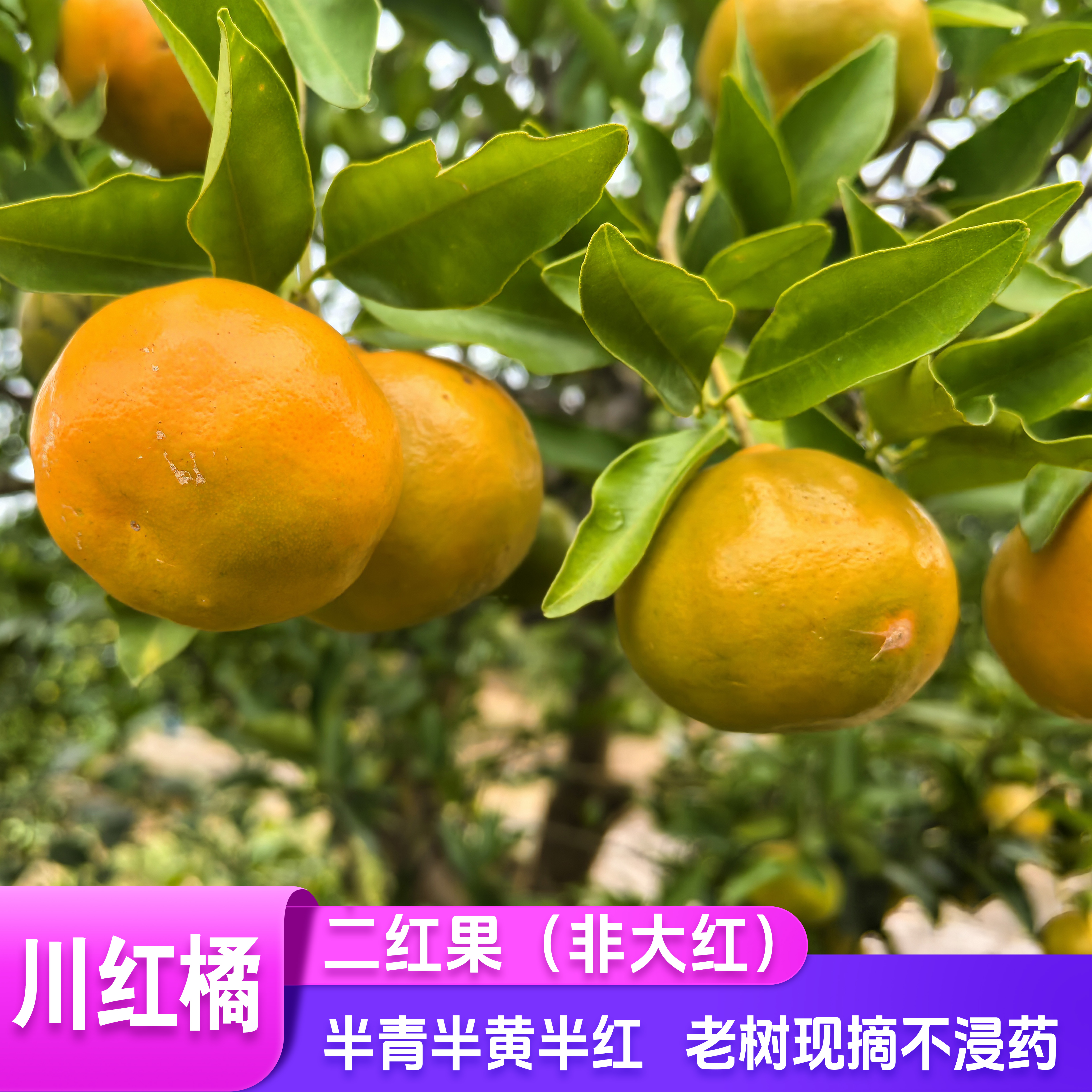 二红川红橘-二红果-川陈皮二红皮原材料-道地老树川红橘-重庆万州