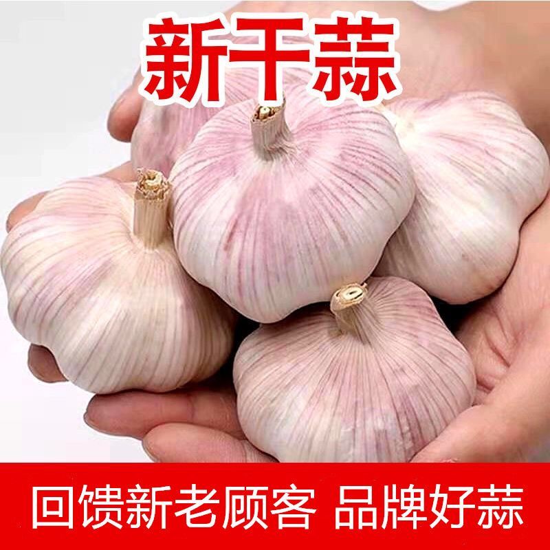 【高品质农家大蒜】新干蒜正宗河南杞县新鲜蒜头紫白皮大蒜不是红色