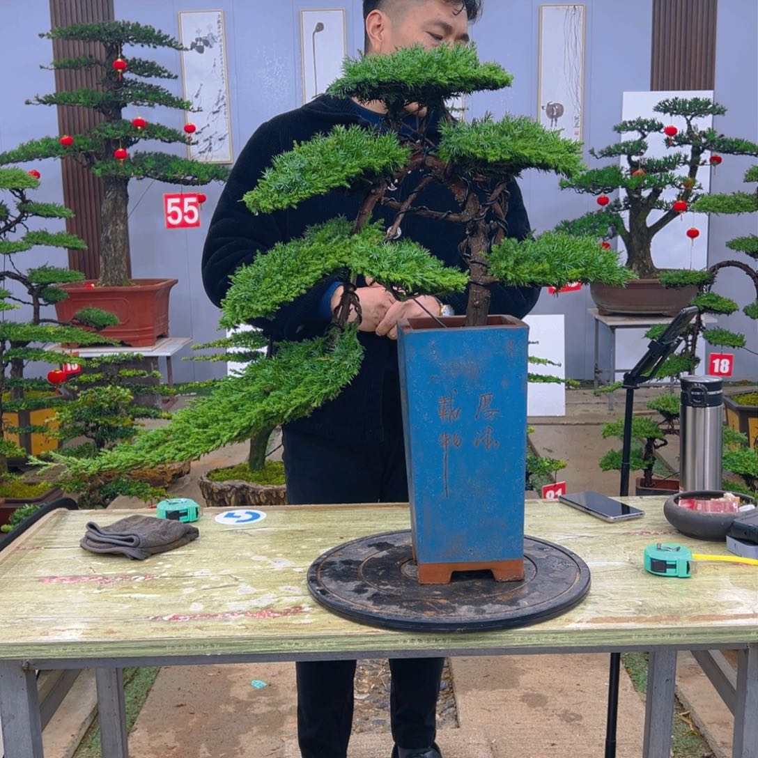 盆景龙爪松造型盆景