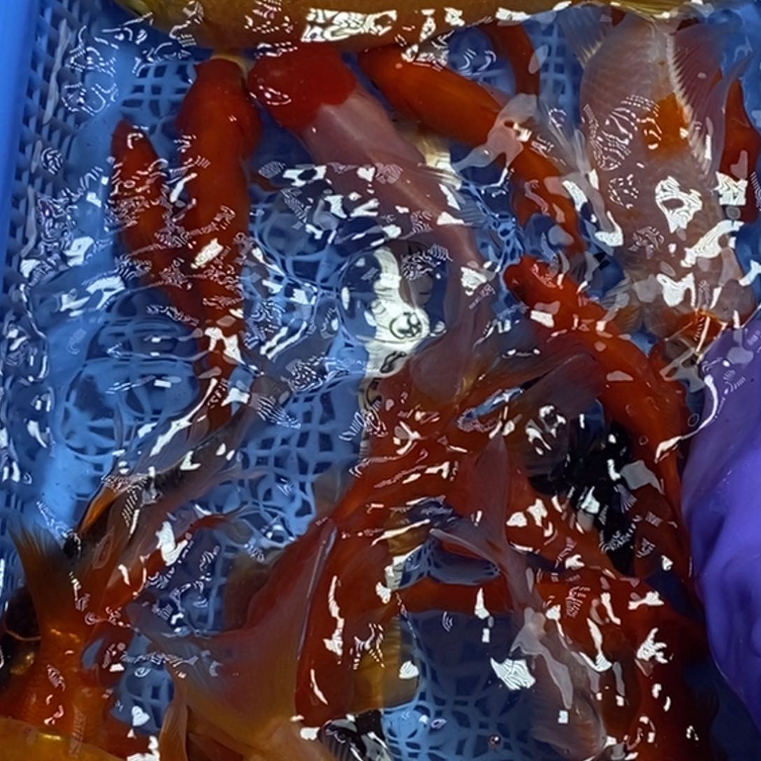 锦鲤冷水锦鲤包邮