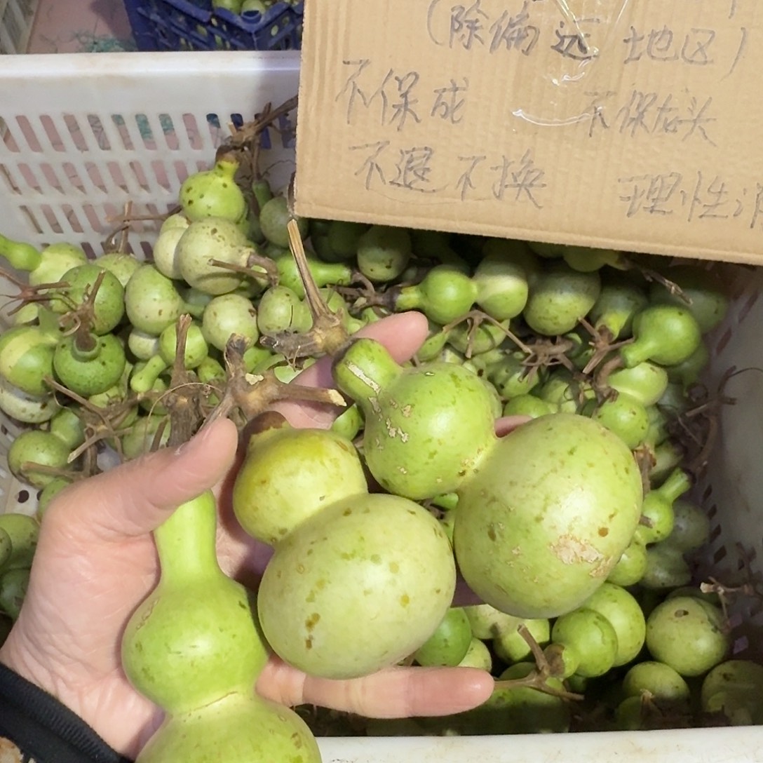 小***诸葫芦葫芦花在这里吃到的最