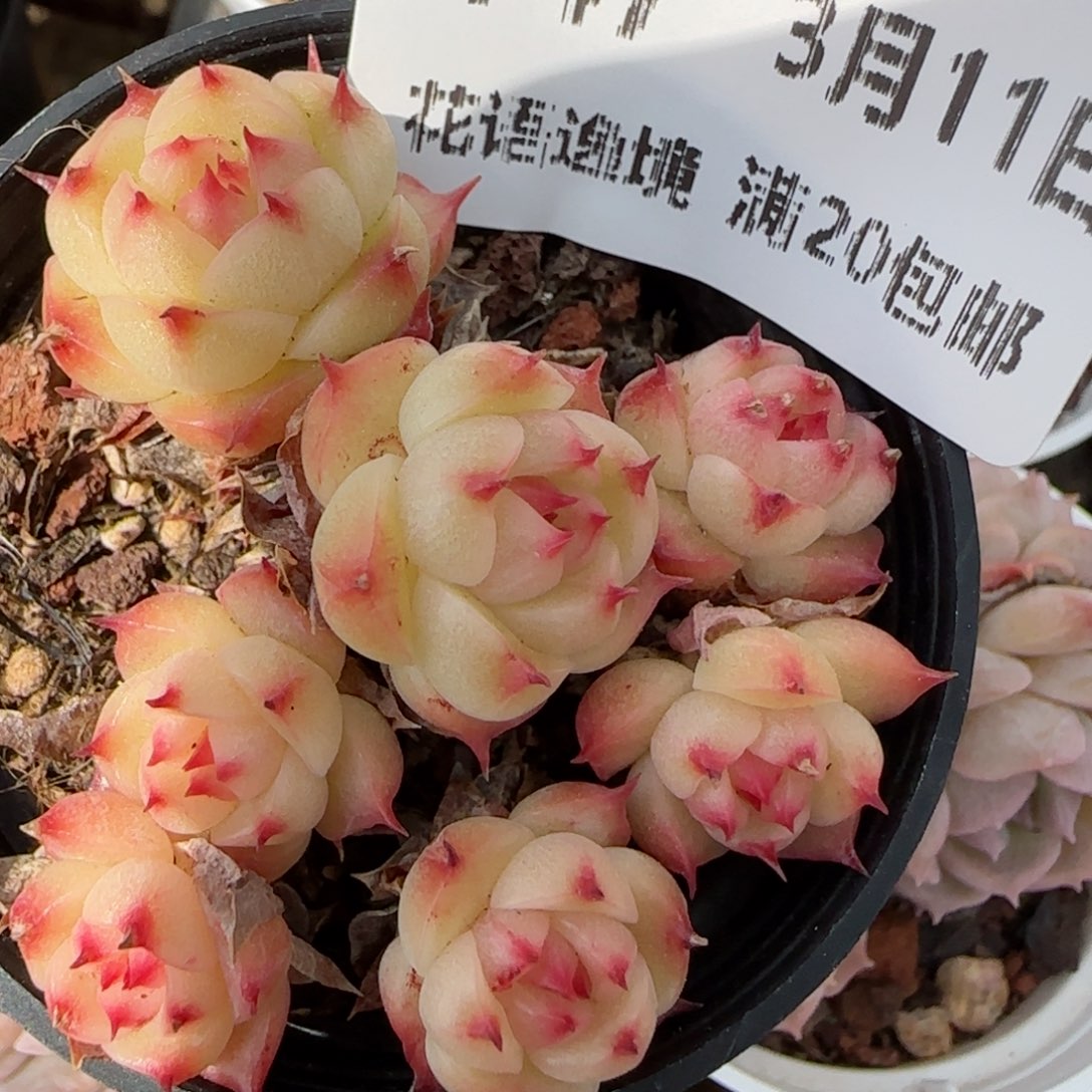 花语逸镜0311-147散