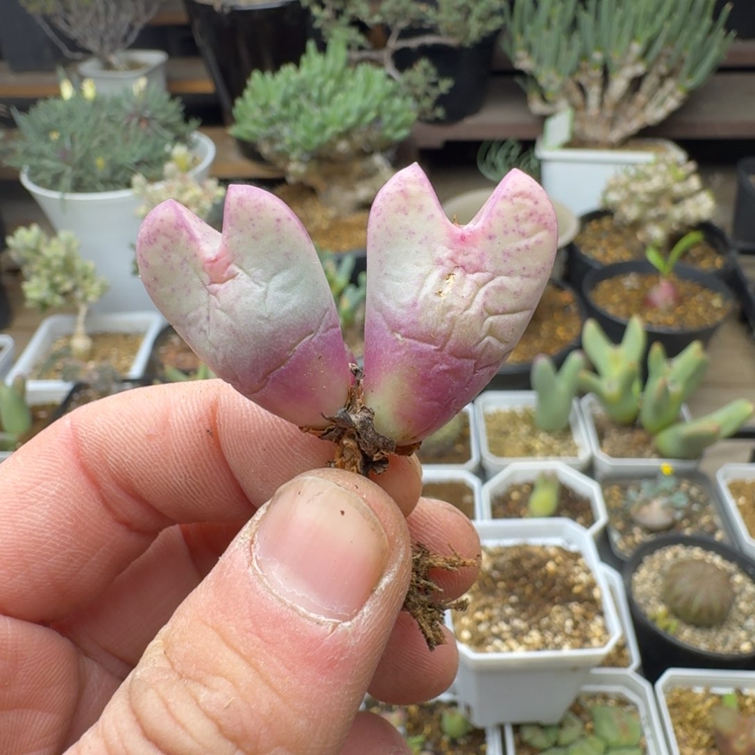 哈*八海洋之心少将多肉。        