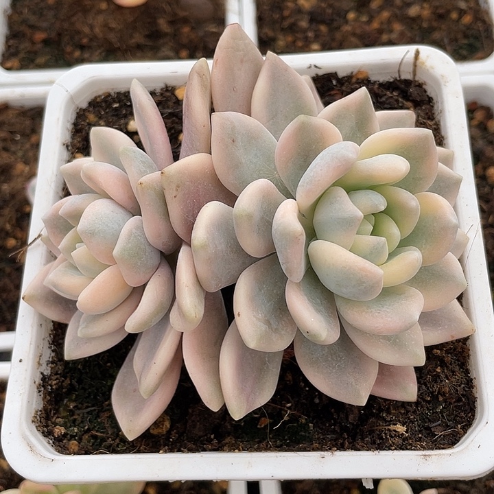 飘***零若桃锦。锦龙一物一拍